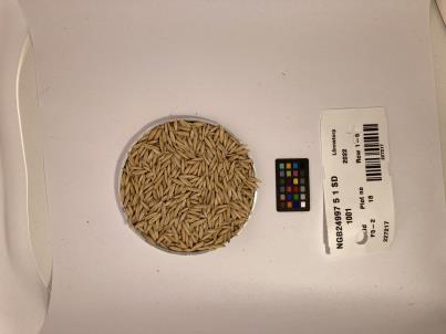 SEED